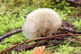 Crepidotus applanatus image
