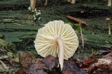 Lichenomphalia umbellifera image