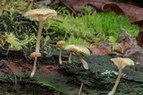 Lichenomphalia umbellifera image