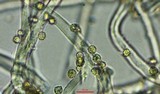 Tulostoma clathrosporum image