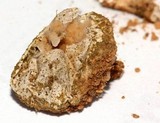 Tulostoma clathrosporum image
