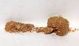 Tulostoma clathrosporum image