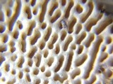 Lenzites elegans image