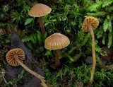 Galerina vittiformis image
