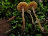 Galerina vittiformis image