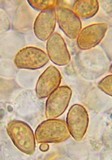 Galerina vittiformis image