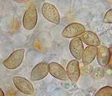 Galerina vittiformis image