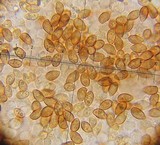 Galerina vittiformis image