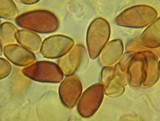 Galerina vittiformis image