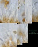 Galerina vittiformis image