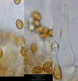 Galerina vittiformis image
