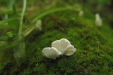 Rimbachia bryophila image