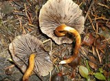 Hypholoma capnoides image