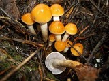 Hypholoma capnoides image