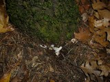 Armillaria gallica image