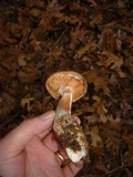 Armillaria gallica image