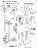 Mycopan scabripes image