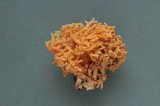 Ramaria rubricarnata var. verna image