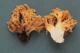 Ramaria rubricarnata var. verna image