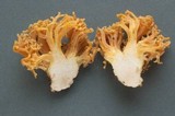 Ramaria rubricarnata var. verna image