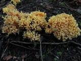 Ramaria rubricarnata var. verna image