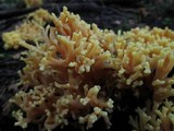 Ramaria rubricarnata var. verna image