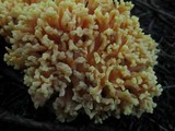 Ramaria rubricarnata var. verna image