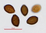 Panaeolus olivaceus image