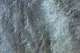 Isaria tenuipes image