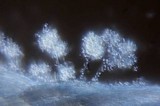 Isaria tenuipes image