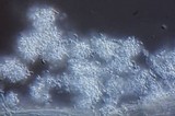 Isaria tenuipes image