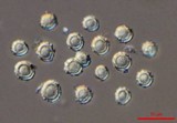 Tulostoma clathrosporum image