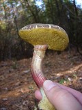 Boletus chrysenteron image