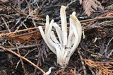 Clavaria fumosa image