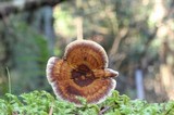 Coltricia cinnamomea image