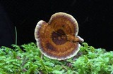 Coltricia cinnamomea image