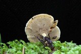 Coltricia cinnamomea image
