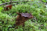 Coltricia cinnamomea image