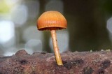 Chromosera cyanophylla image