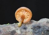 Chromosera cyanophylla image