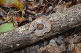 Hexagonia hydnoides image