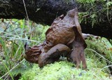 Gyromitra infula image