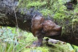 Gyromitra infula image
