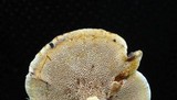 Coltricia cinnamomea image