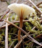 Lichenomphalia umbellifera image