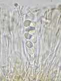 Lecidella elaeochroma f. elaeochroma image
