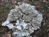 Physconia perisidiosa image