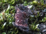 Physconia perisidiosa image
