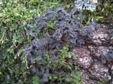 Leptogium coralloideum image