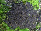 Collema auriforme image